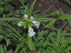 Leucas lavandulifolia