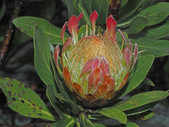 Protea roupelliae roupelliae