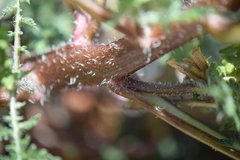 Ambrosiinae