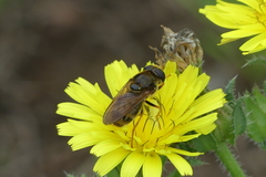 Cheilosia