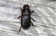Acrossus rufipes