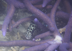 Plectorhinchus chaetodonoides