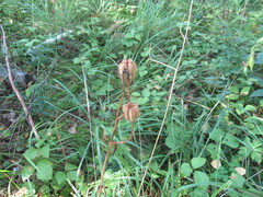 Lilium martagon pilosiusculum