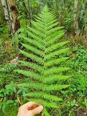 Athyrium filix-femina