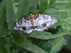 Lepidoptera