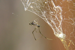 Argyrodes