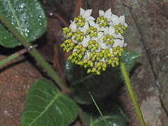 Asclepias albens
