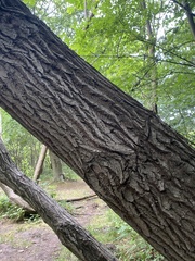 Juglans