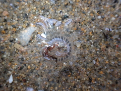 Harenactis attenuata