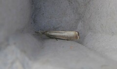 Agriphila straminella