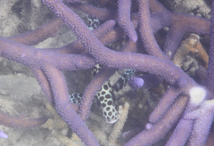 Plectorhinchus chaetodonoides