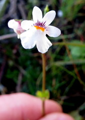 Nemesia lucida