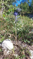Eryngium amethystinum