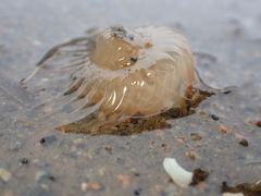 Harenactis attenuata