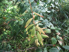 Lilium martagon pilosiusculum