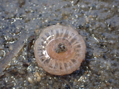 Harenactis attenuata