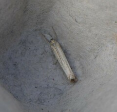 Agriphila straminella