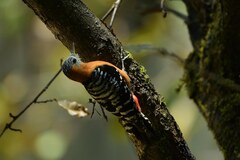 Dendrocopos hyperythrus