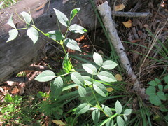 Vicia venosa baicalensis