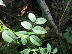 Vicia venosa baicalensis