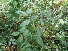 Vicia venosa baicalensis
