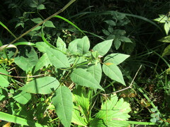 Vicia venosa baicalensis