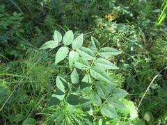 Vicia venosa baicalensis