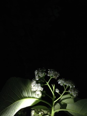 Ehretia dicksonii