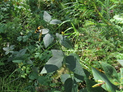 Vicia unijuga