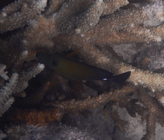 Zebrasoma scopas