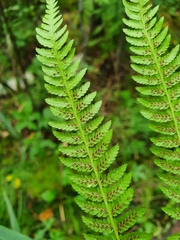 Athyrium filix-femina