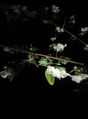 Philadelphus pekinensis