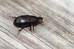 Acrossus rufipes