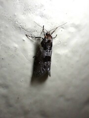 Lepidoscia heliochares