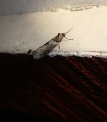 Lepidoscia heliochares