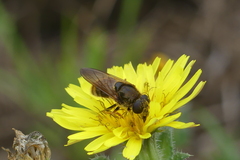 Cheilosia