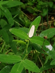 Eilema griseola