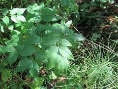Vicia venosa baicalensis