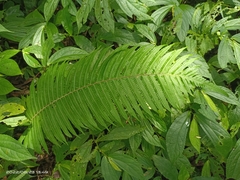 Sphaerostephanos taiwanensis