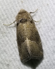 Plagiomimicus spumosum