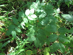 Vicia venosa baicalensis