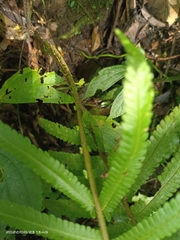 Sphaerostephanos taiwanensis