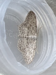 Idaea seriata