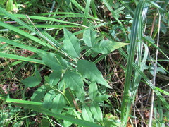 Vicia venosa baicalensis