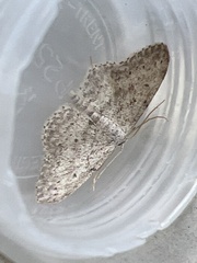 Idaea seriata