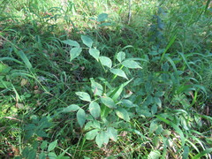 Vicia venosa baicalensis