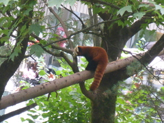 Ailurus fulgens