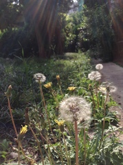 Taraxacum mongolicum