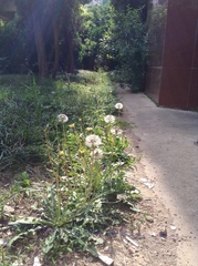 Taraxacum mongolicum