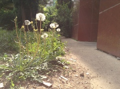 Taraxacum mongolicum